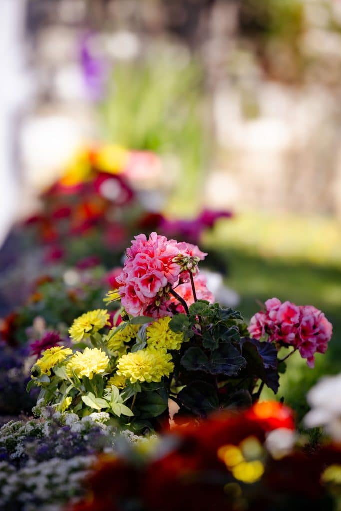 Brightly colored flowers in bloom at Fort Victoria RV Campground
