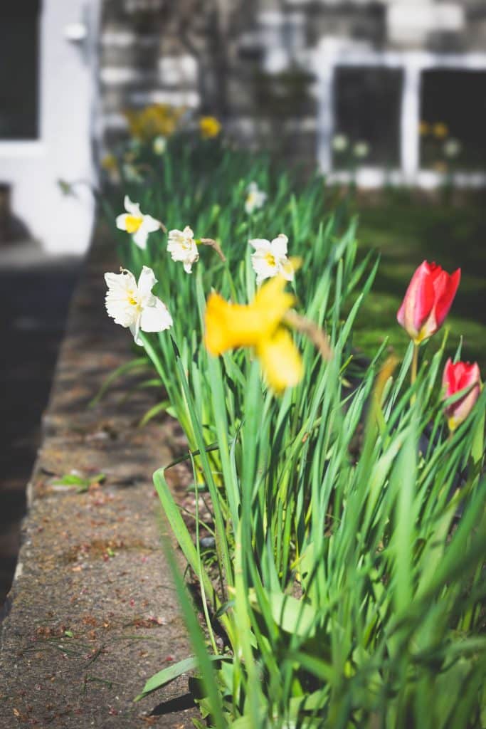 Bright tulips and daffodils blooming at Fort Victoria RV Park