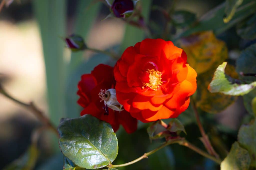 Close-up of a red rose flower blooming in the park.