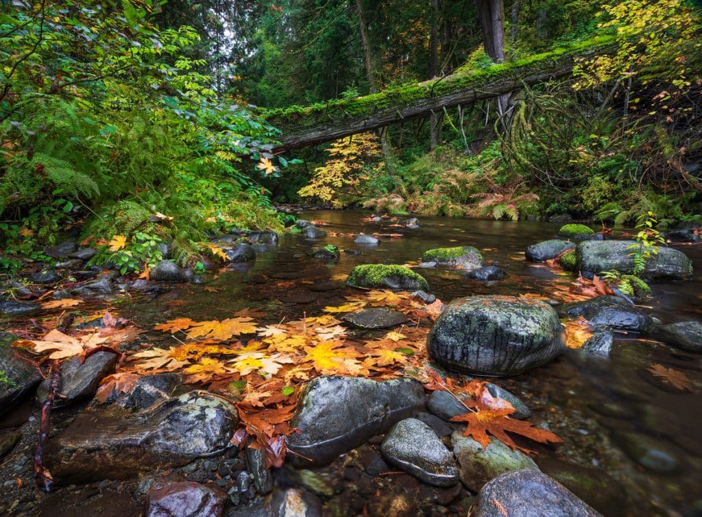 Peaceful stream running through a forest with autumn leaves.