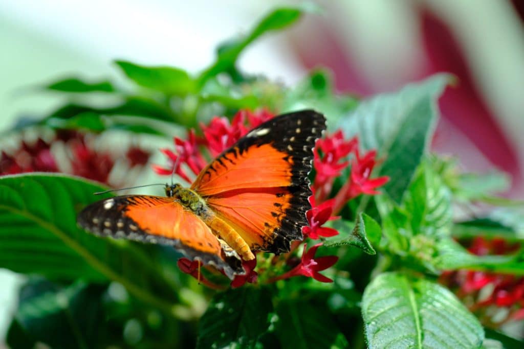 Butchart Gardens in full bloom near Victoria BC