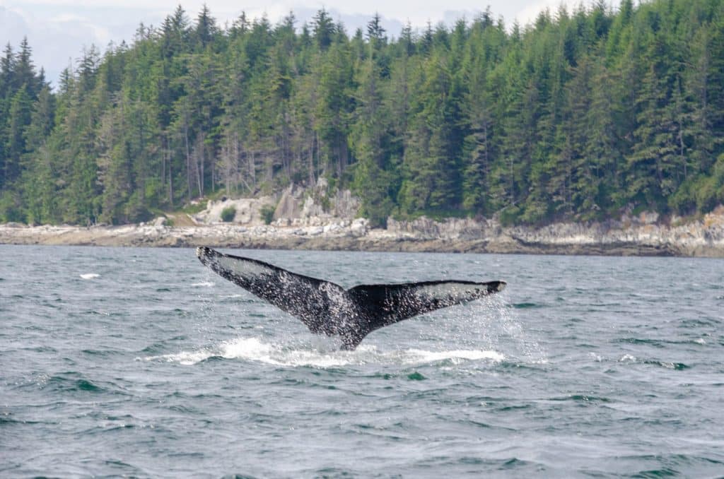 Whale tail splashing in the waters near Vancouver Island.