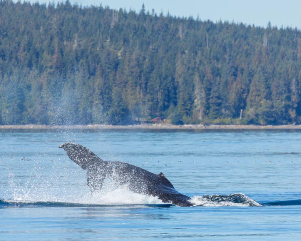 Whale tail splashing in the waters near Vancouver Island.