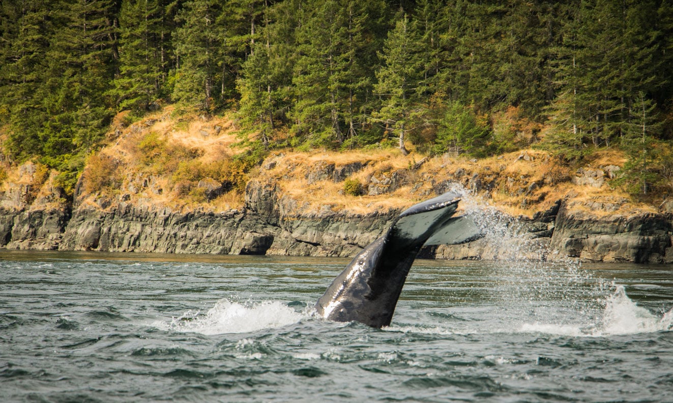 Whale tail splashing in the waters near Vancouver Island.